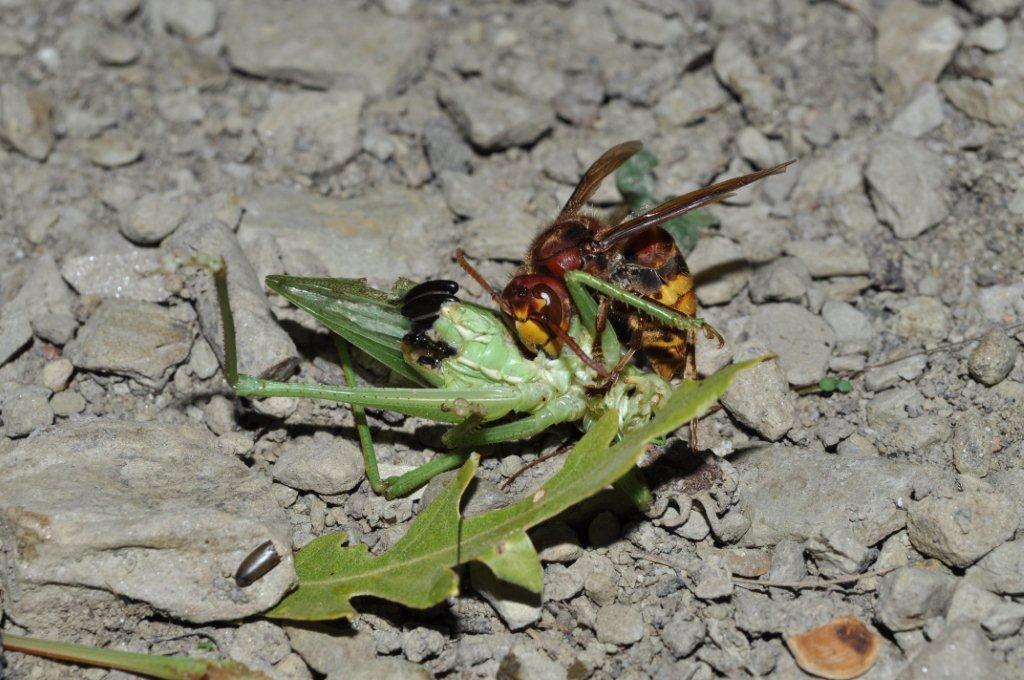 L''attacco del Calabrone e frazionamento della preda